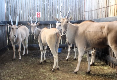 5 X ELAND V/F:5 MBWB2 (PER STUK OM LOT TE NEEM)