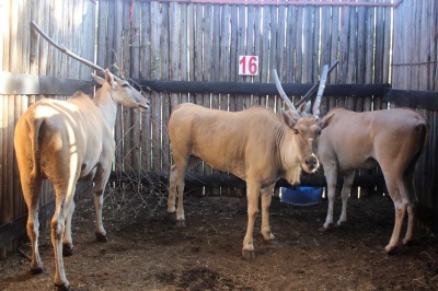 3 X ELAND V/F:3 SILENT VALLEY (PER STUK OM LOT TE NEEM)