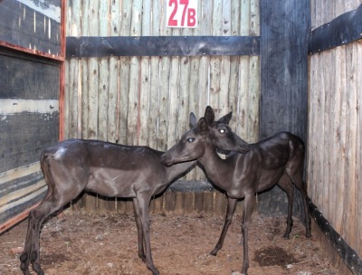 2 X SWART ROOIBOK V/F:2 KROMELLEMB (PER STUK OM LOT TE NEEM)