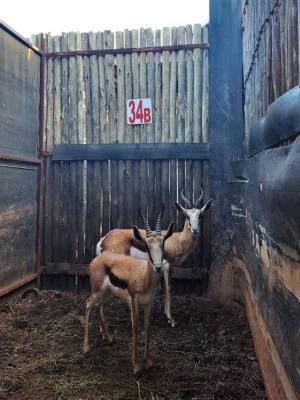 2 X SPRINGBOK M:2 BOERGEES (PER STUK OM LOT TE NEEM)