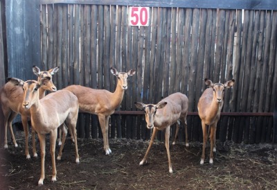 5 X ROOIBOK V/F:5 SILENT VALLEY (PER STUK OM LOT TE NEEM)