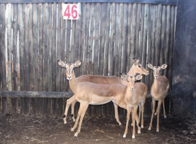 4 X ROOIBOK M:1 V/F:3 1XPENKOP SILENT VALLEY (PER STUK OM LOT TE NEEM)