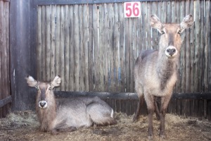 2 X WATERBOK V/F:2 SILENT VALLEY (PER STUK OM LOT TE NEEM)