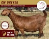 1X KALAHARI RED PREGNANT FLOCK ON TEAT 11-232 DOE CW DREYER KALAHARI REDS