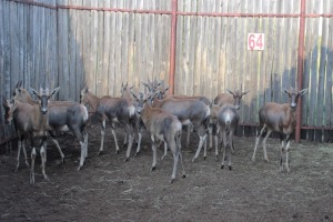 12 X BLESBOK LAMMERS MBWB7 (PER STUK OM LOT TE NEEM)