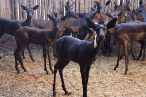 3 X SWART ROOIBOK M:3 PENKOPPE SILENT VALLEY (PER STUK OM LOT TE NEEM)