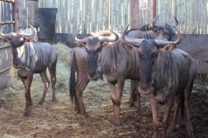 4 X BLOUWILDEBEES M: V/F:4 SILENT VALLEY (PER STUK OM LOT TE NEEM)