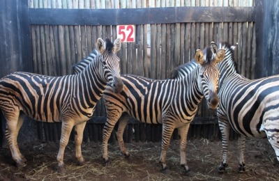 3 X ZEBRA M:1 V/F:2 SILENT VALLEY (PER STUK OM LOT TE NEEM)