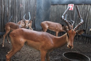 3 X ROOIBOK M:3 KNYPKOPPE SILENT VALLEY (PER STUK OM LOT TE NEEM)