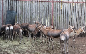 15 X BLESBOK LAMMERS MBWB7 (PER STUK OM LOT TE NEEM)