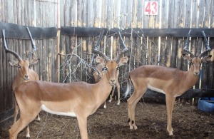 4 X ROOIBOK M:4 JAGRAMME SILENT VALLEY (PER STUK OM LOT TE NEEM)