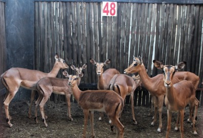 9 X ROOIBOK V/F:9 SILENT VALLEY (PER STUK OM LOT TE NEEM)