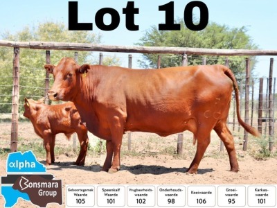 1+1x BONSMARA BULL PC BONSMARAS PCD 120038