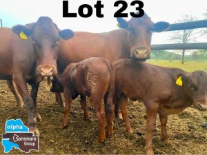 2+2x BONSMARA COW & CALF DIANA RANCH STUART PAXTON DR045 / DR059