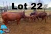 2+2x BONSMARA COW & CALF DIANA RANCH STUART PAXTON DR058/DR069