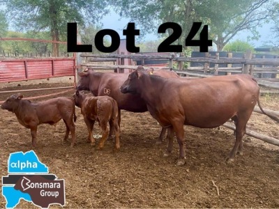 2+2x BONSMARA COW & CALF DIANA RANCH STUART PAXTON DR062/DR072