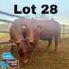 2x BONSMARA PREGNANT COW DIANA RANCH STUART PAXTON DR20-738 / DR 19-294