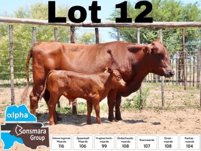 1+1x BONSMARA BULL PC BONSMARAS PCD 130219