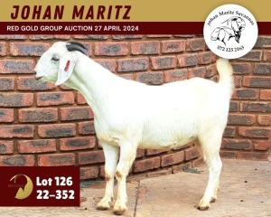 1X SAVANNA GOAT PREGNANT FLOCK 11-266 DOE JOHAN MARITZ SAVANNA STOET