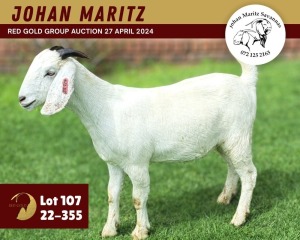 1X SAVANNA GOAT PREGNANT FLOCK 11-263 DOE JOHAN MARITZ SAVANNA STOET