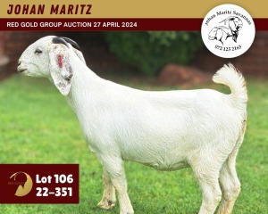 1X SAVANNA GOAT PREGNANT FLOCK 11-265 DOE JOHAN MARITZ SAVANNA STOET