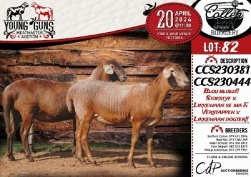 2X MEATMASTER EWE COLLEN BOERDERY
