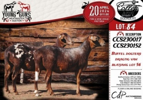 2X MEATMASTER EWE COLLEN BOERDERY