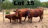 1+1x BONSMARA COW & CALF GREENWAY BONSMARAS GHS 15-108&GHS24-012