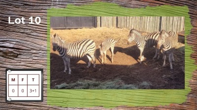 3+1X Zebra (Per Piece to take the lot/Per stuk om lot te neem)