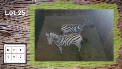 2X Zebra (Per Piece to take the lot/Per stuk om lot te neem)