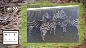 4X Zebra (Per Piece to take the lot/Per stuk om lot te neem)