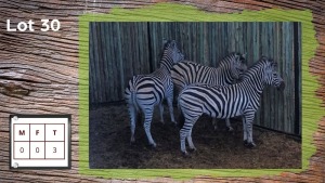 3X Zebra (Per Piece to take the lot/Per stuk om lot te neem)