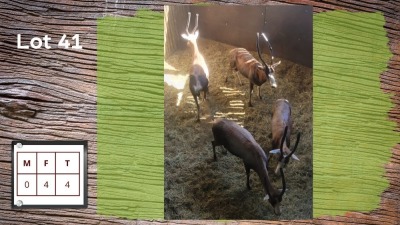 4X Blesbok F:4 (Per Piece to take the lot/Per stuk om lot te neem)