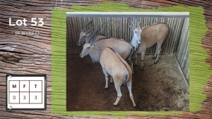 3X Bosveld Eland F:3 (Per Piece to take the lot/Per stuk om lot te neem)