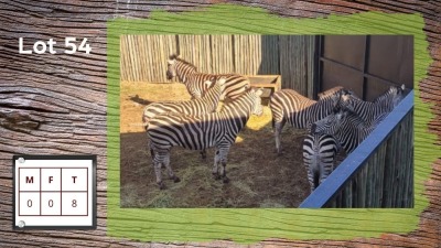 8X Zebra (Per Piece to take the lot/Per stuk om lot te neem)