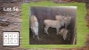 4X Bosveld Eland F:4 (Per Piece to take the lot/Per stuk om lot te neem)