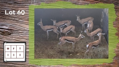 8X Springbok F:8 (Per Piece to take the lot/Per stuk om lot te neem)