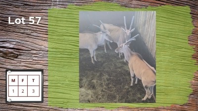 3X Eland M:1 F:2 (Per Piece to take the lot/Per stuk om lot te neem)