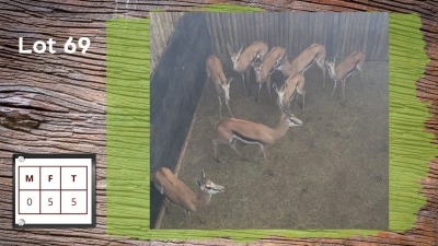 5X Springbok F:5 (Per Piece to take the lot/Per stuk om lot te neem)