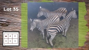 3X Zebra (Per Piece to take the lot/Per stuk om lot te neem)