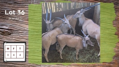 4X Bosveld Eland F:4 (Per Piece to take the lot/Per stuk om lot te neem)