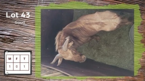 1X Blouwildebees (goud) M:1