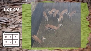 8X Springbok F:8 (Per Piece to take the lot/Per stuk om lot te neem)