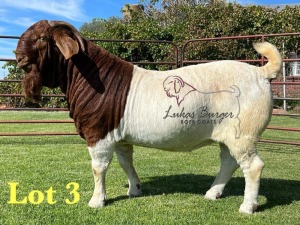 1X BOERGOAT FLOCK ON COLOR 10-133 B BUCK LUKAS BURGER BOERBOK STOET