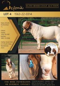 1X BOERGOAT FLOCK ON TEAT 10-122 BUCK SHONGOLOLO BOERBOK STOET 1563