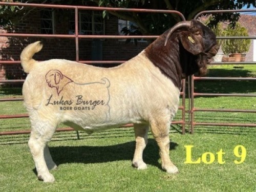 1X BOERGOAT STUD 10-170 SP BUCK LUKAS BURGER BOERBOK STOET
