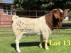 1X BOERGOAT STUD 10-174 SP BUCK LUKAS BURGER BOERBOK STOET