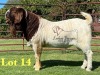 1X BOERGOAT STUD 10-175 SP BUCK LUKAS BURGER BOERBOK STOET