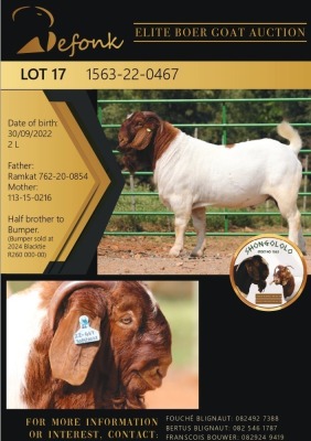 1X BOERGOAT FLOCK ON COLOR 10-127 BUCK SHONGOLOLO BOERBOK STOET 1563