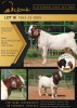 1X BOERGOAT STUD 10-167 BUCK SHONGOLOLO BOERBOK STOET 1563